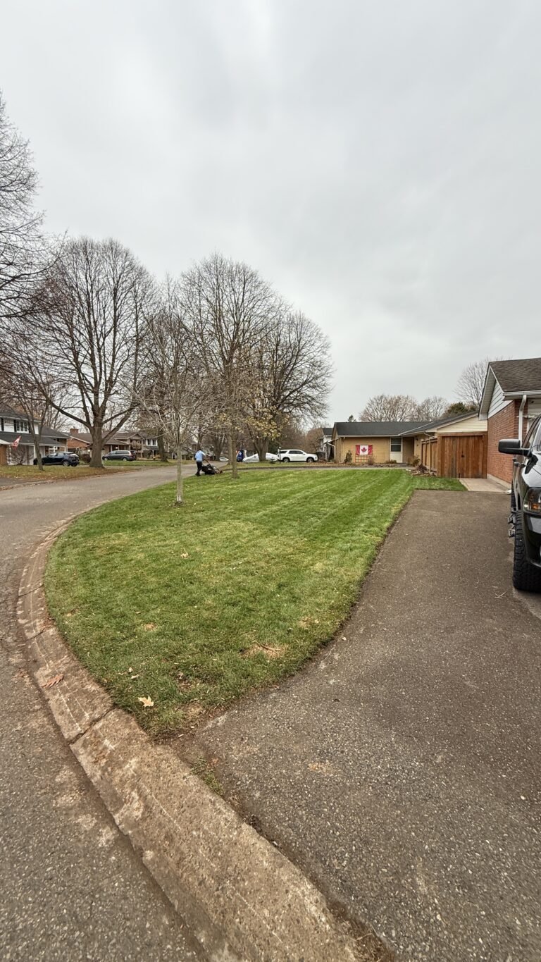 Professional spring yard cleanup in London, Ontario