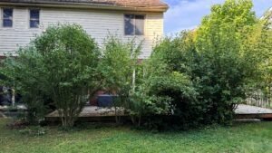 Professional lawn mowing service in London, Ontario with striped, manicured lawn by SG Mowing"