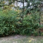 Free Lawn Mowing & Snow Removal for Seniors and Residents in Need — London, Ontario