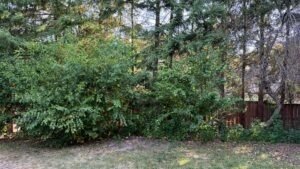 Free Lawn Mowing & Snow Removal for Seniors and Residents in Need — London, Ontario