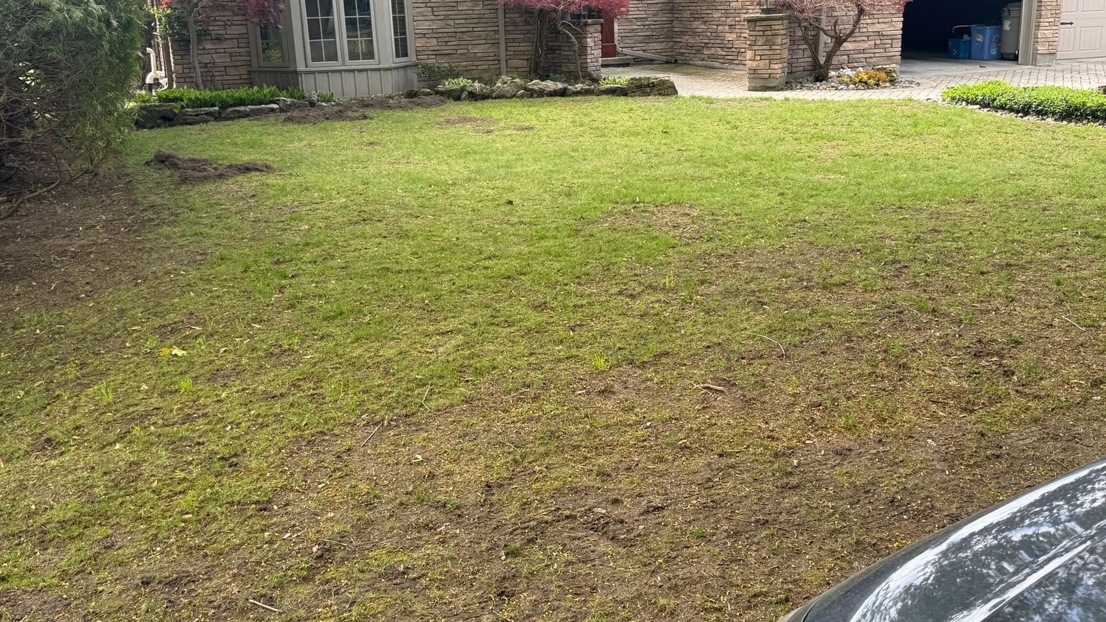 Premium Kentucky bluegrass sod installation in London Ontario