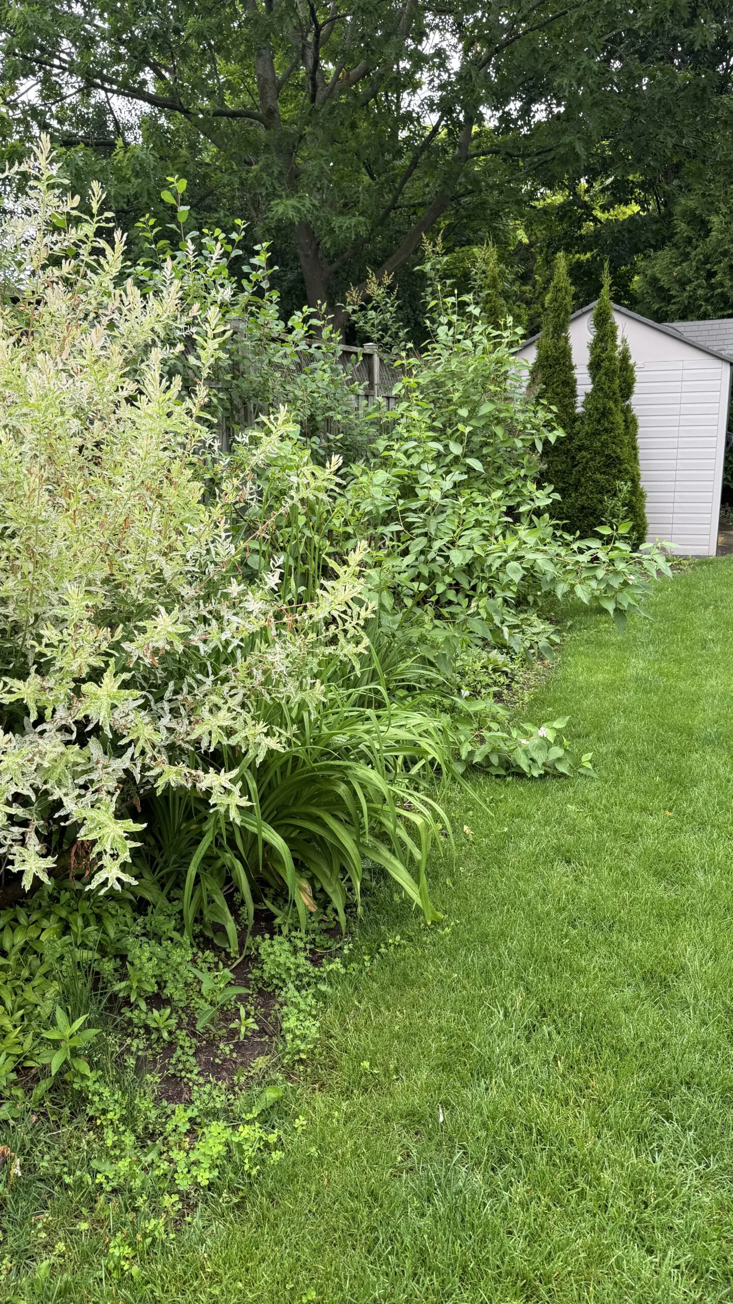 Professional pine mulch installation in London Ontario with clean defined bed edges