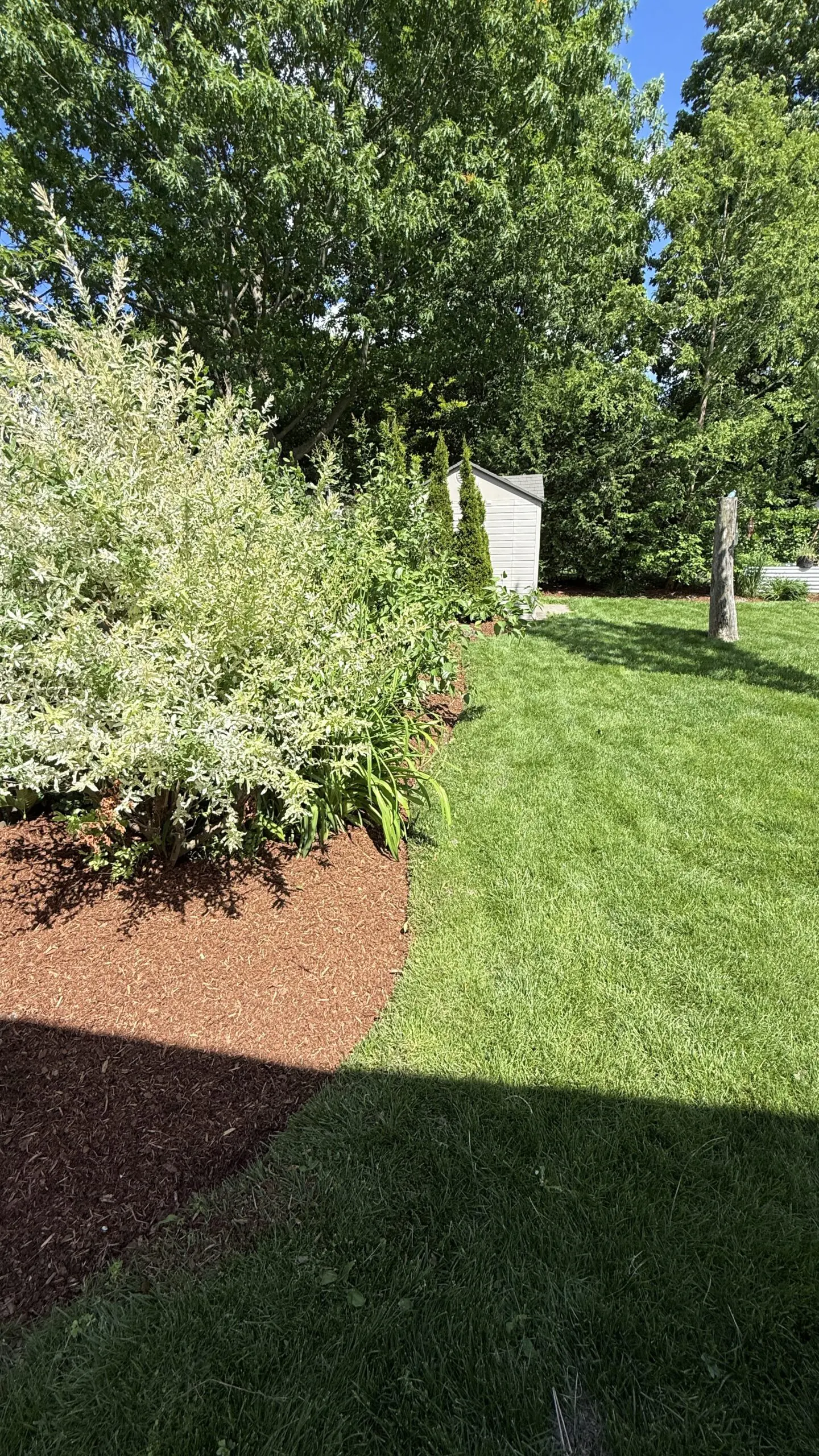 New pine mulch install in London, Ontario. Protect your roots, retain moisture, and give your yard that clean, finished look.
