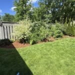 Freshly installed dark mulch spread evenly around garden beds and trees in a London, Ontario residential yard.