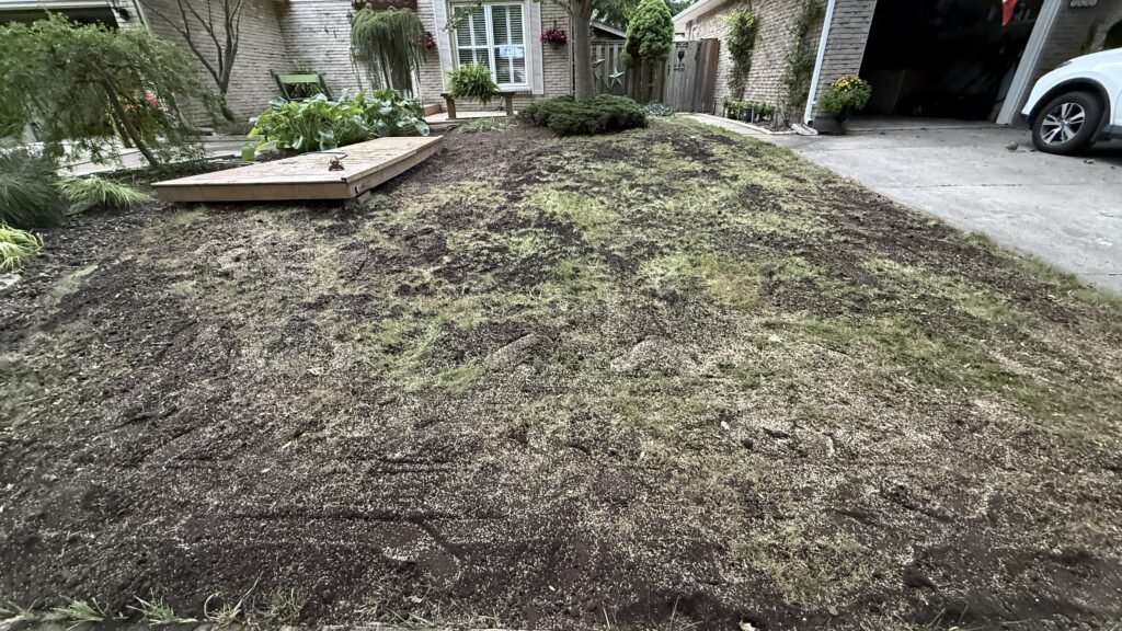 Lawn restoration in London Ontario with aeration, dethatching, overseeding, fertilizing and lawn rolling